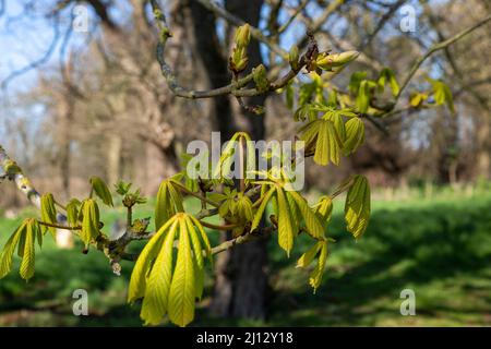 Nuove foglie di Cavallo Castagno albero (Aesculus hippocastanum) in crescita in primavera, Suffolk, Inghilterra, Regno Unito Foto Stock