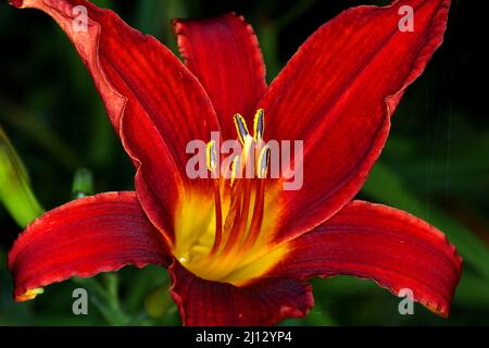 Primo piano di Hemerocallis fulva, il giglio arancione. Foto Stock