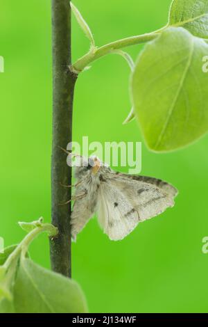 Tussock maschio pallido, Calliteara pudibunda su ramoscello fotografato con uno sfondo verde Foto Stock