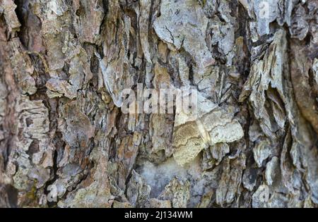 Tussock maschio pallido, Calliteara pudibunda su corteccia Foto Stock