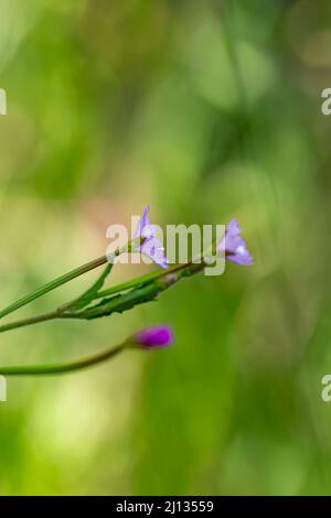 Claytonia sibirica fiore in prato Foto Stock