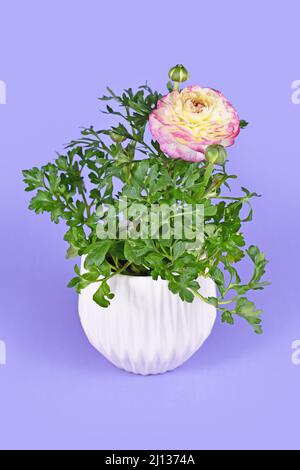 Fiore 'Ranunculus asiaticus' pianta con fiori rosa in vaso bianco su sfondo viola Foto Stock