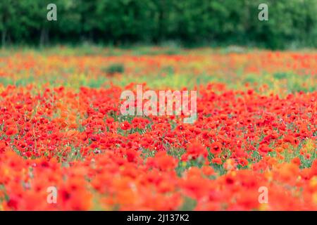 Papaveri e vari altri tipi di fiori selvatici colorati in estate, Val d’Orcia, Italia Foto Stock