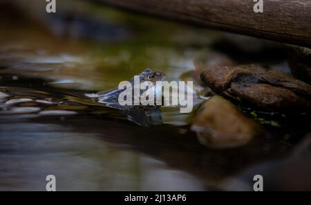 Una rana comune maschio, che si stagliano dal suo sacco vocale le vibrazioni possono essere viste nella superficie dell'acqua Foto Stock