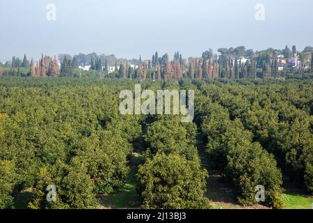 File di alberi in una piantagione Foto Stock