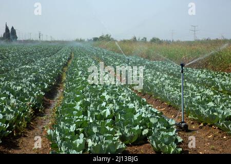 Irrigatori che irrigano un campo di cavolfiori fotografati in Israele Foto Stock