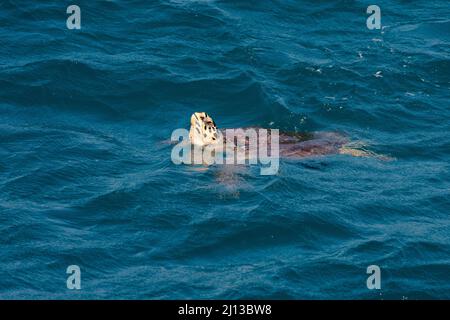 Il neonato tartaruga di Loggerhead (Caretta caretta) cova si tuffa nel Mar Mediterraneo dopo la cova sulla riva. Fotografato in Israele a Septe Foto Stock