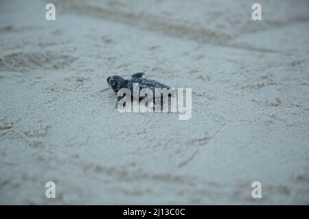 Nascente tartaruga di Loggerhead (Caretta caretta) covali nel loro primo viaggio nel Mar Mediterraneo. Fotografato in Israele Foto Stock