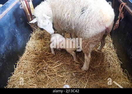 Texel Ewe nutrire il suo agnello neonato Foto Stock
