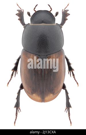 Campione di anodius o colobopterus erraticus beetle Foto Stock