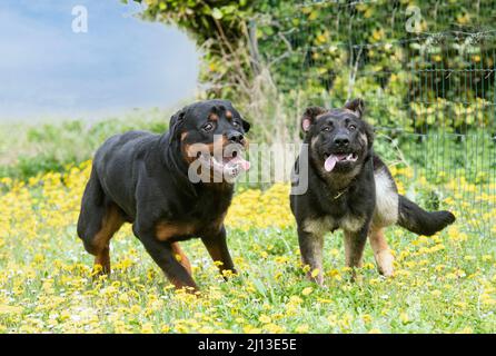 puppy pastore tedesco e rotweiler in esecuzione nella natura Foto Stock