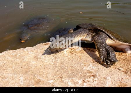 Tartaruga softshell africana (Trionyx triunguis). Questa specie abita di acqua dolce e di habitat salmastri in Africa (parti più grandi di Oriente, Occidente e Medio Foto Stock