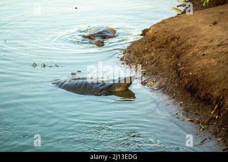 Tartaruga softshell africana (Trionyx triunguis). Questa specie abita di acqua dolce e di habitat salmastri in Africa (parti più grandi di Oriente, Occidente e Medio Foto Stock