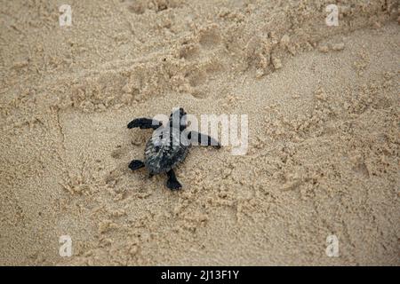 Nascente tartaruga di Loggerhead (Caretta caretta) covali nel loro primo viaggio nel Mar Mediterraneo. Fotografato in Israele Foto Stock