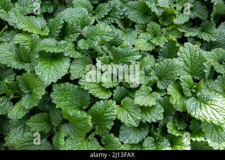 Balsamo comune foglie verdi in primavera. Piante di Melissa officinalis. Foto Stock