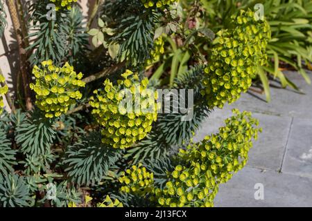 Euphorbia Characterias subsp. Wulfenii o pianta di fioritura dello sprurgo mediterraneo ricoperta di fiori gialli. Foto Stock