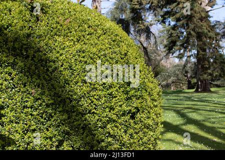 Buxus sempervirens topiary nel giardino soleggiato. Scatola comune, scatola europea, o arbusto sempreverde di bosso potato. Foto Stock