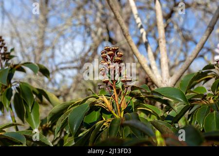 Trochodendron aralioides o rami di albero di ruota con frutta. Foto Stock