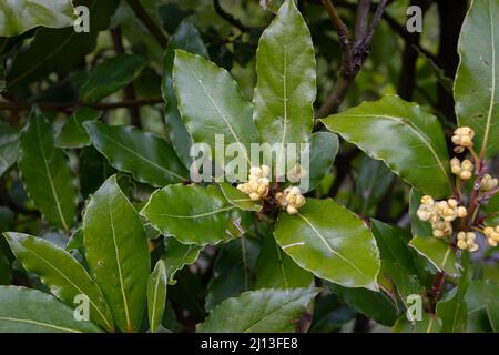 Laurus nobilis o ramo di alloro con foglie e fiori. Foto Stock
