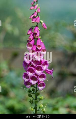 Foxglove (Digitalis purpurea), in fiore, a stelo singolo Foto Stock