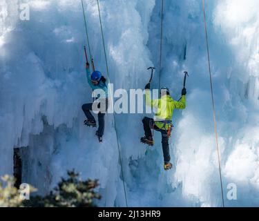 Arrampicatori di ghiaccio maschi e femmine che salgono su una parete di ghiaccio utilizzando assi di ghiaccio e ramponi presso l'Ouray Ice Park in Colorado. Foto Stock