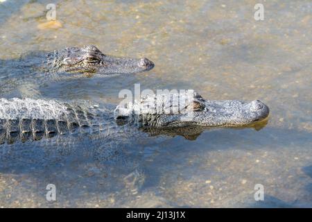 Alligatori in un laghetto presso l'Alligator Sanctuary presso il South Padre Island Birding and Nature Center nel Texas meridionale. Foto Stock