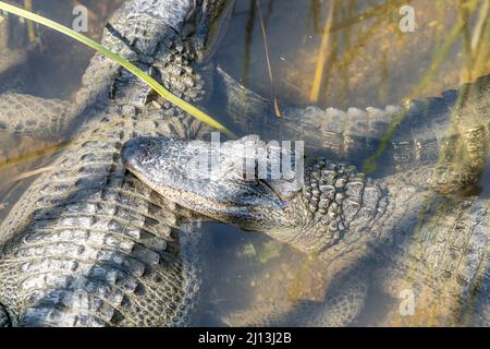 Alligatori in un laghetto presso l'Alligator Sanctuary presso il South Padre Island Birding and Nature Center nel Texas meridionale. Foto Stock