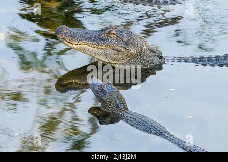 Alligatori in un laghetto presso l'Alligator Sanctuary presso il South Padre Island Birding and Nature Center nel Texas meridionale. Foto Stock