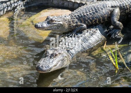 Gli alligatori si crogiolano al sole presso l'Alligator Sanctuary, il South Padre Island Birding and Nature Center nel Texas meridionale. Foto Stock