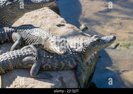 Gli alligatori si crogiolano al sole presso l'Alligator Sanctuary, il South Padre Island Birding and Nature Center nel Texas meridionale. Foto Stock