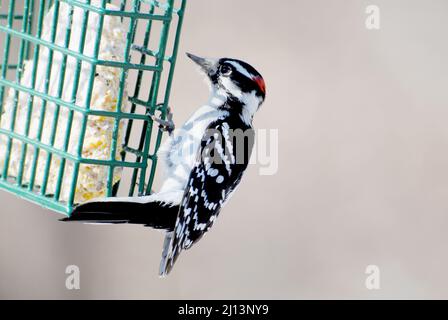 Un'alimentazione Downy Woodpecker dal lato di un alimentatore Suet Foto Stock