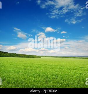 Paesaggio quadrato con pea verde e cielo blu. Foto Stock