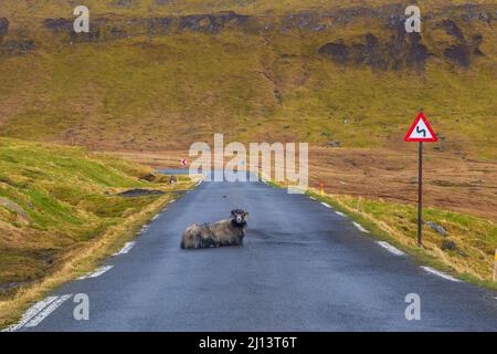 Pecore che giacciono sulla strada a Ljosa, piccolo villaggio. Isole Faroe, Danimarca. Foto Stock