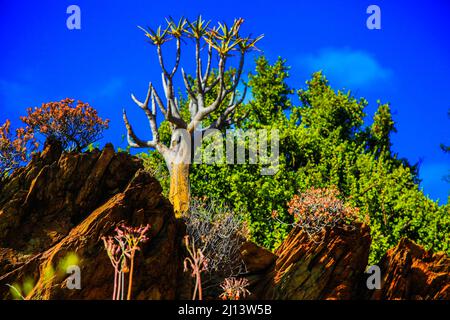 Karoo Desert National Botanical Gardens con Succulents, Aloes e alberi di fremiti Foto Stock