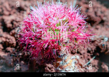 Karoo Desert National Botanical Gardens con Succulents, Aloes e alberi di fremiti Foto Stock