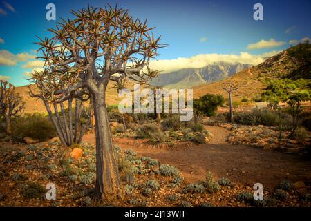 Karoo Desert National Botanical Gardens con Succulents, Aloes e alberi di fremiti Foto Stock