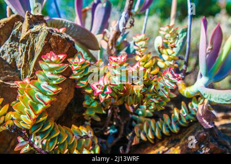 Karoo Desert National Botanical Gardens con Succulents, Aloes e alberi di fremiti Foto Stock