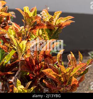 Crotone variegato fiorito a Puerto de Mogan, Gran Canaria, Spagna Foto Stock