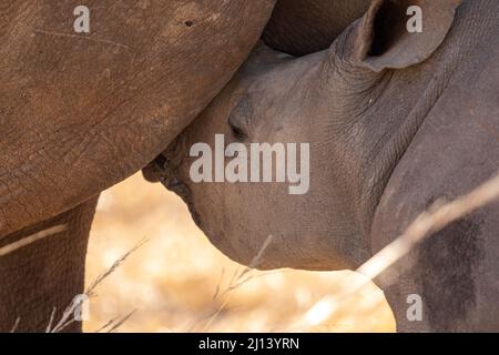 Suckling White Rhino vitello, Parco Nazionale Kruger Foto Stock