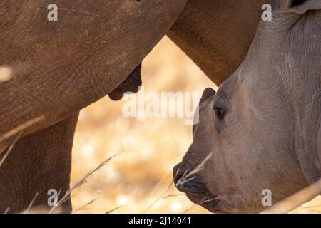 Suckling White Rhino vitello, Parco Nazionale Kruger Foto Stock