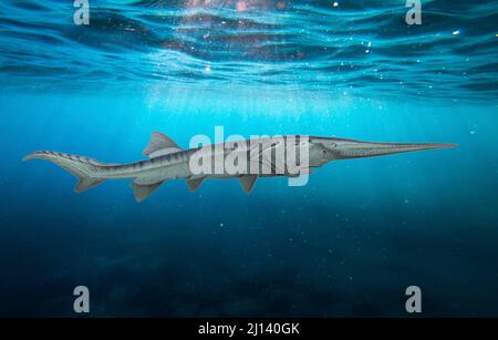 Paddlefish cinese Foto Stock