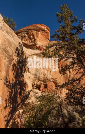 Un'antica scogliera di Puebloan antica di 1.000 anni, incorniciata da ginepri, nel Lower Mule Canyon di Cedar Mesa, nell'unità JAA di shash del Foto Stock