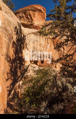 Un'antica scogliera di Puebloan antica di 1.000 anni, incorniciata da ginepri, nel Lower Mule Canyon di Cedar Mesa, nell'unità JAA di shash del Foto Stock