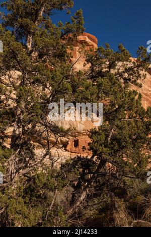 Un'antica scogliera di Puebloan antica di 1.000 anni, incorniciata da ginepri, nel Lower Mule Canyon di Cedar Mesa, nell'unità JAA di shash del Foto Stock