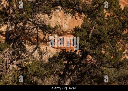 Un'antica scogliera di Puebloan antica di 1.000 anni, incorniciata da ginepri, nel Lower Mule Canyon di Cedar Mesa, nell'unità JAA di shash del Foto Stock