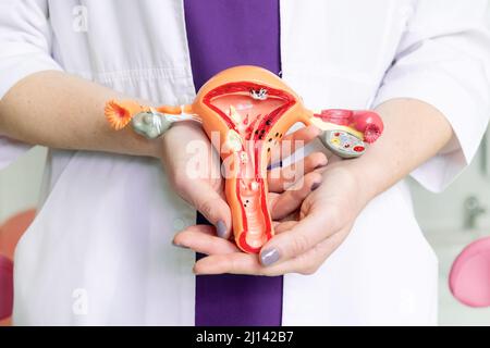 Le mani del medico ginecologo femminile tengono un layout del sistema riproduttivo femminile. Foto Stock