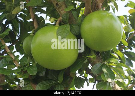 Crescentia cujete, comunemente noto come l'albero del calabash Foto Stock