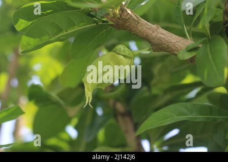 Crescentia cujete, comunemente noto come l'albero del calabash Foto Stock