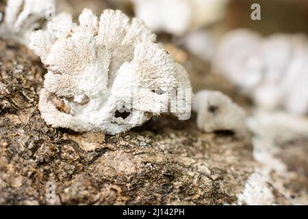 funghi bianchi crescono su tronco di albero morto, closeup macro di fungo che digerisce legno umido preso in profondità poco profonda di campo Foto Stock