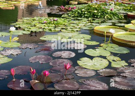 Grande stagno con diversi tipi di Lillies, e fiori in fiore. Foto Stock